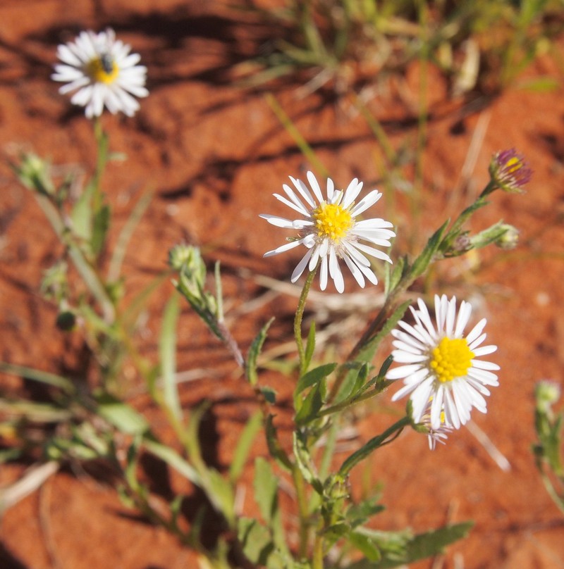 Peripleura arida photo 5