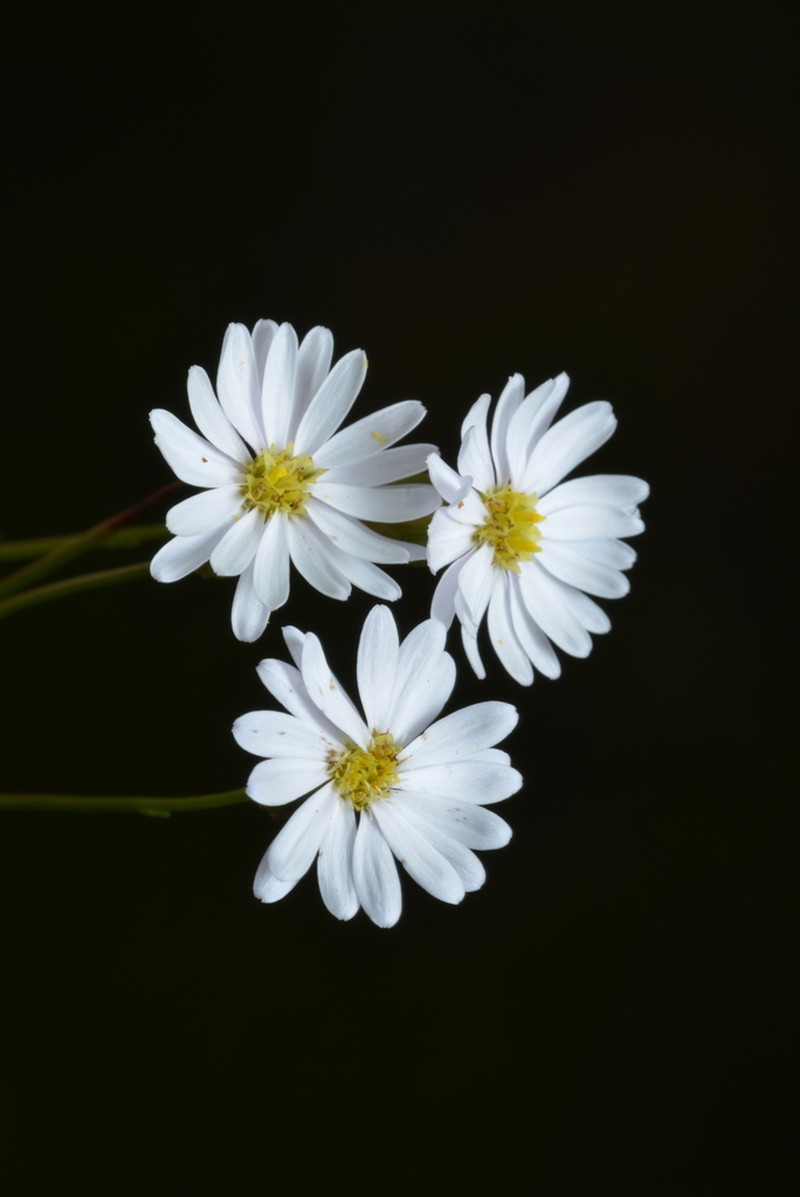 Peripleura diffusa