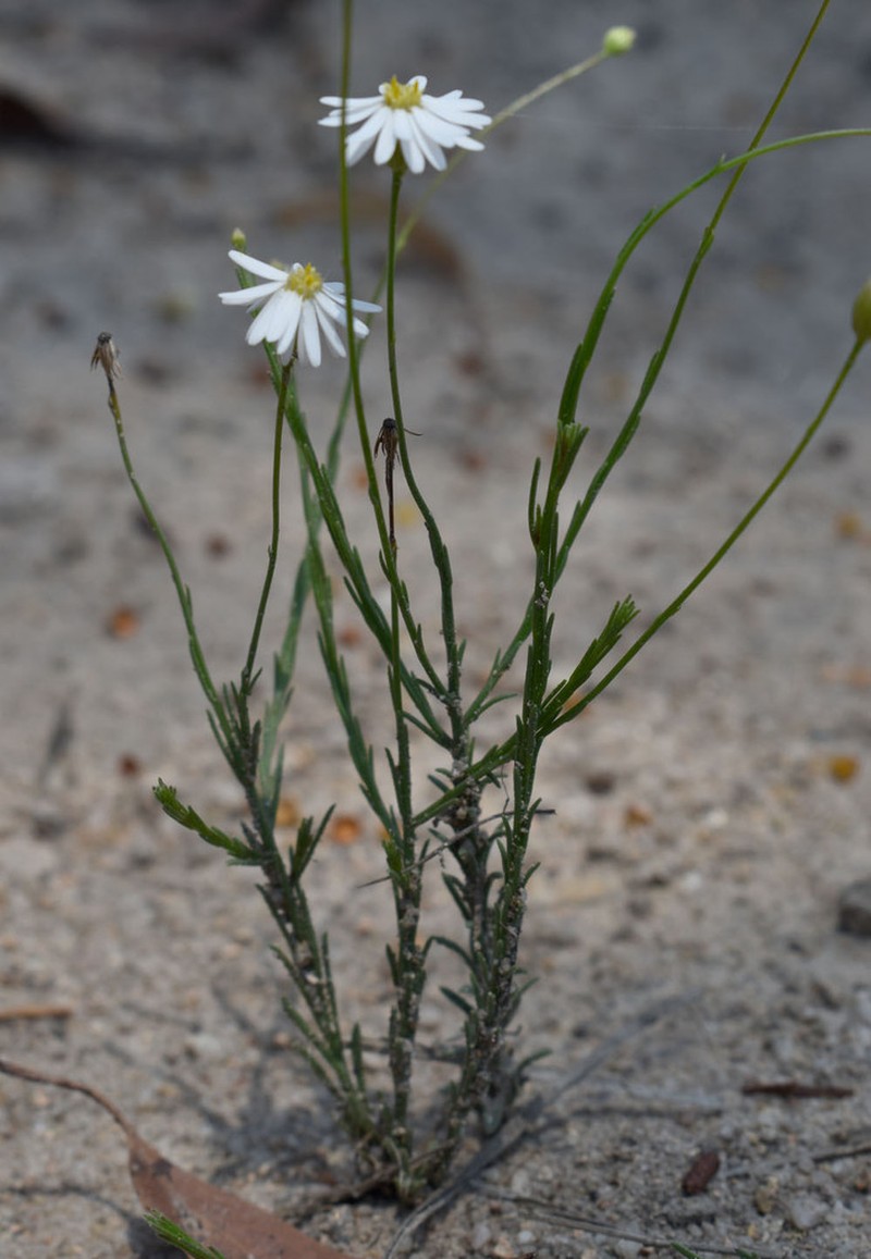 Peripleura diffusa photo 2