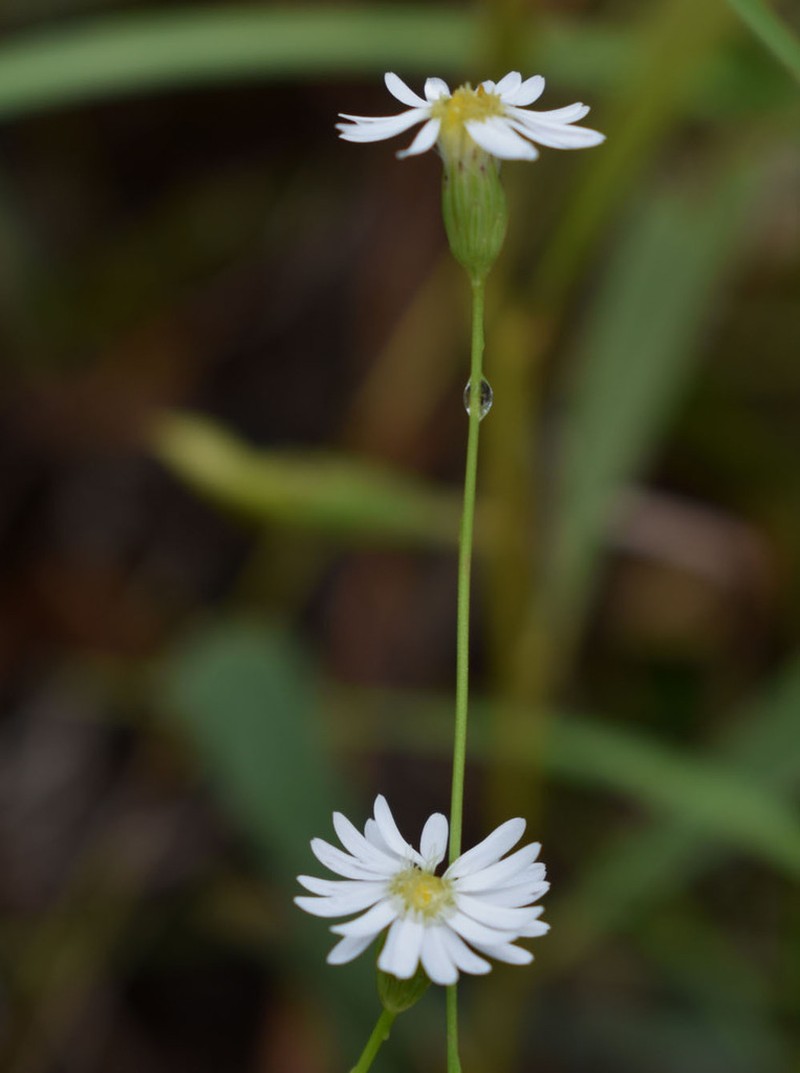 Peripleura diffusa photo 3