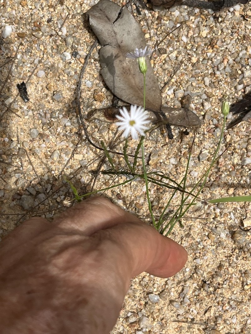 Peripleura diffusa photo 4