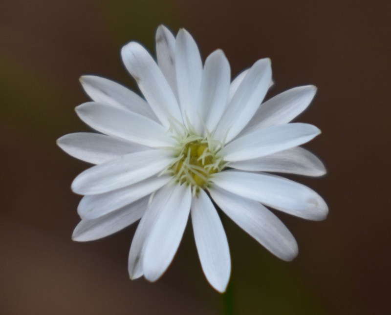 Peripleura diffusa photo 5