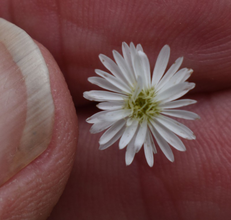 Peripleura diffusa photo 6