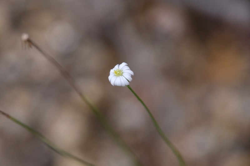 Peripleura diffusa photo 7