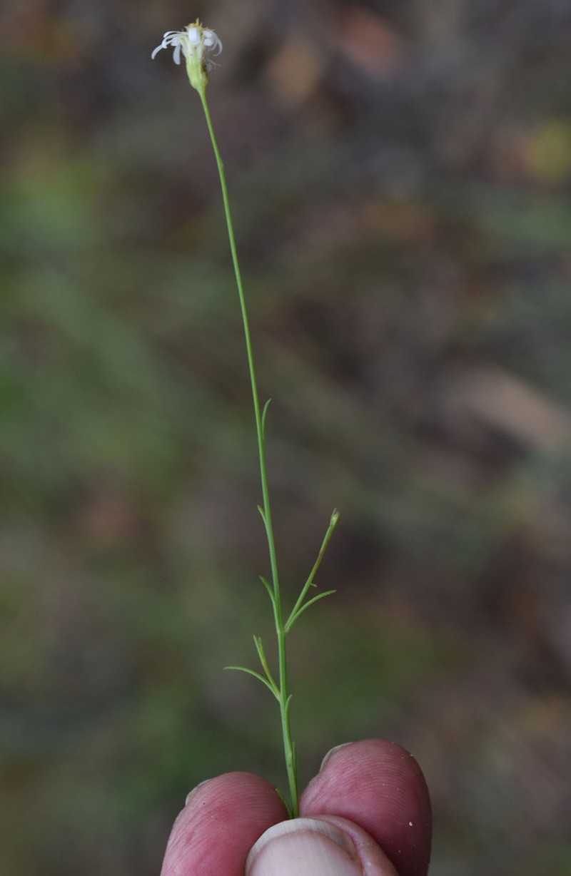 Peripleura diffusa photo 8