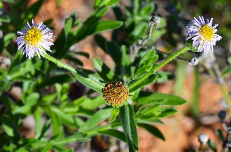 Peripleura hispidula photo 2