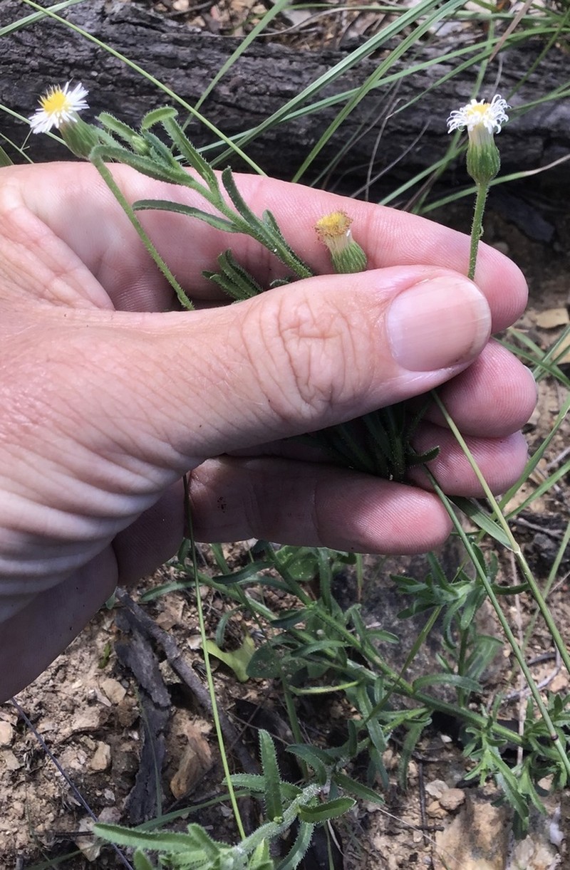 Peripleura hispidula photo 3
