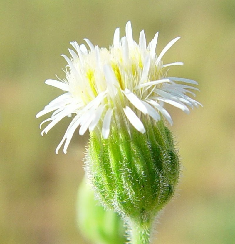 Peripleura hispidula photo 4