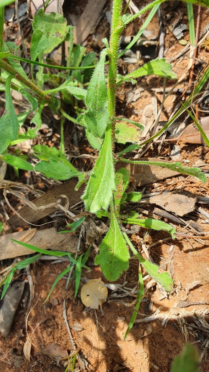 Peripleura hispidula photo 5