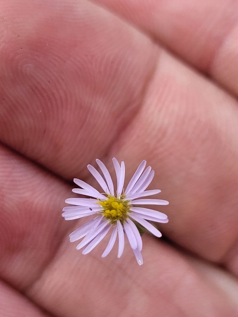 Peripleura hispidula photo 6