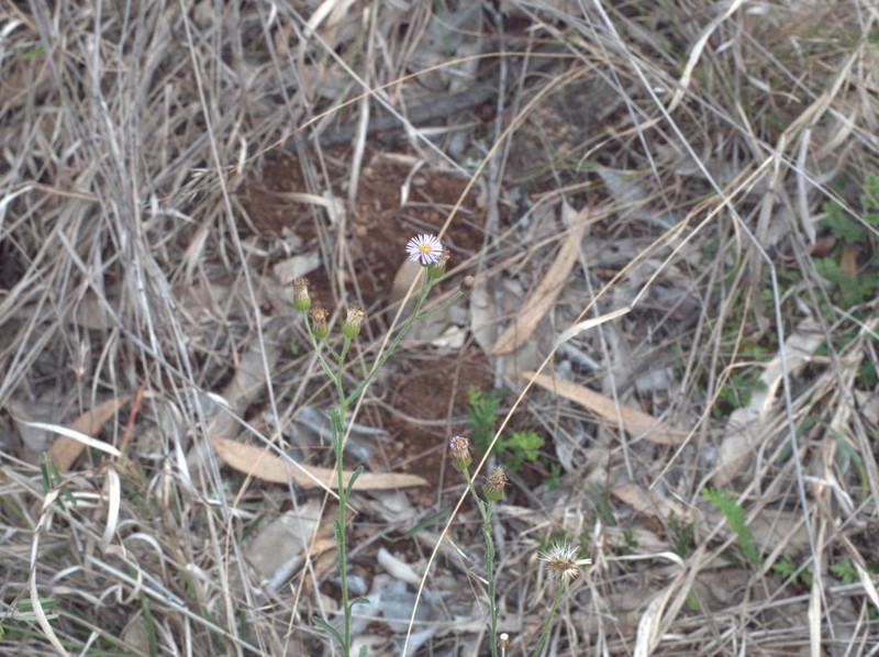 Peripleura hispidula photo 7