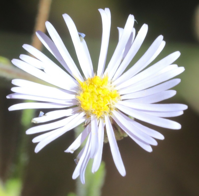 Peripleura hispidula photo 8