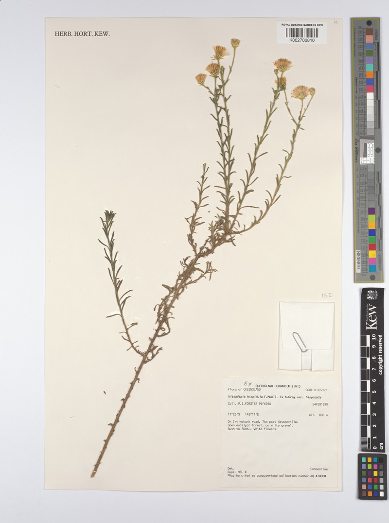 Peripleura hispidula var. hispidula