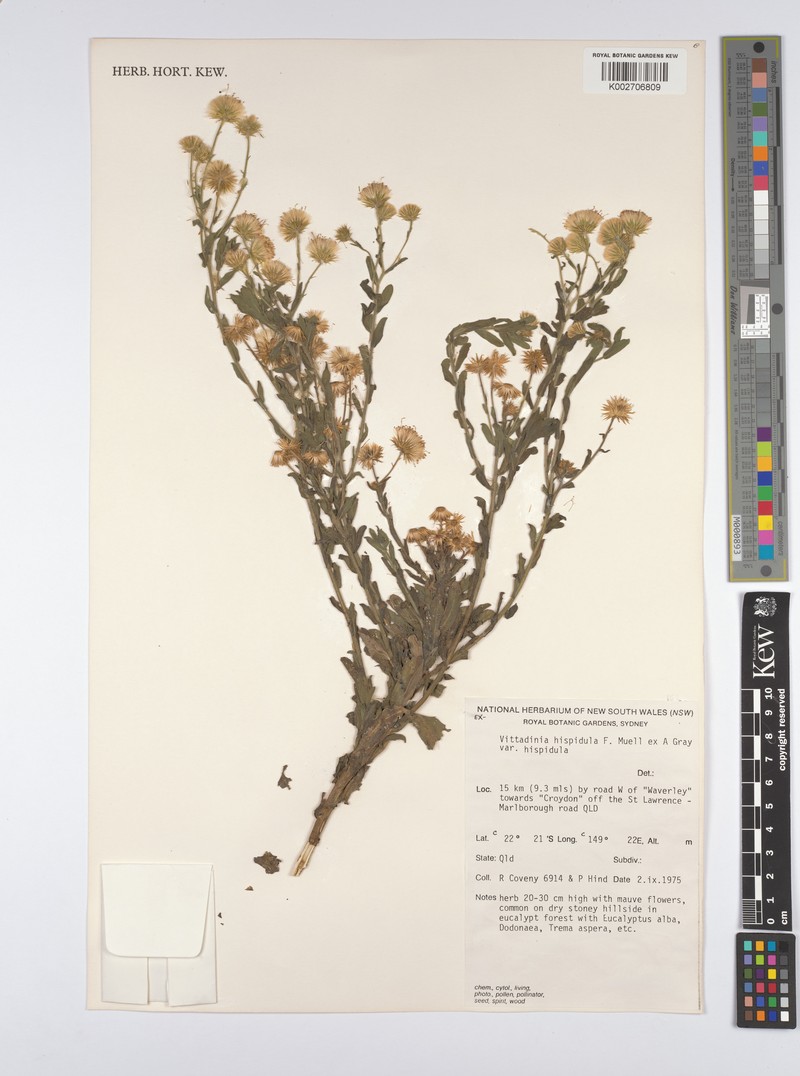 Peripleura hispidula var. hispidula photo 2
