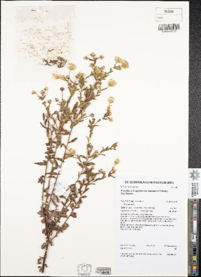 Peripleura hispidula var. setosa