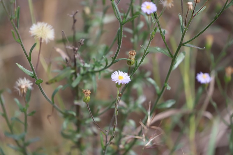 Peripleura obovata photo 2