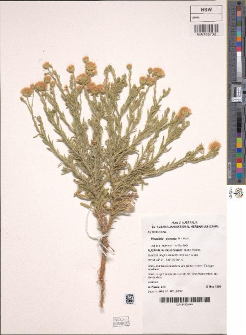 Peripleura obovata photo 3