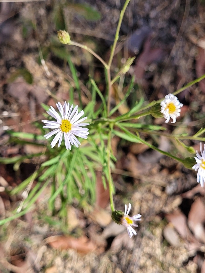Peripleura scabra