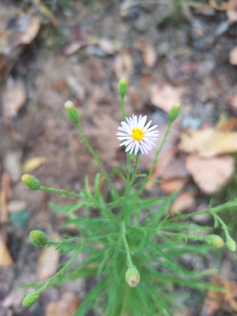 Peripleura scabra photo 2