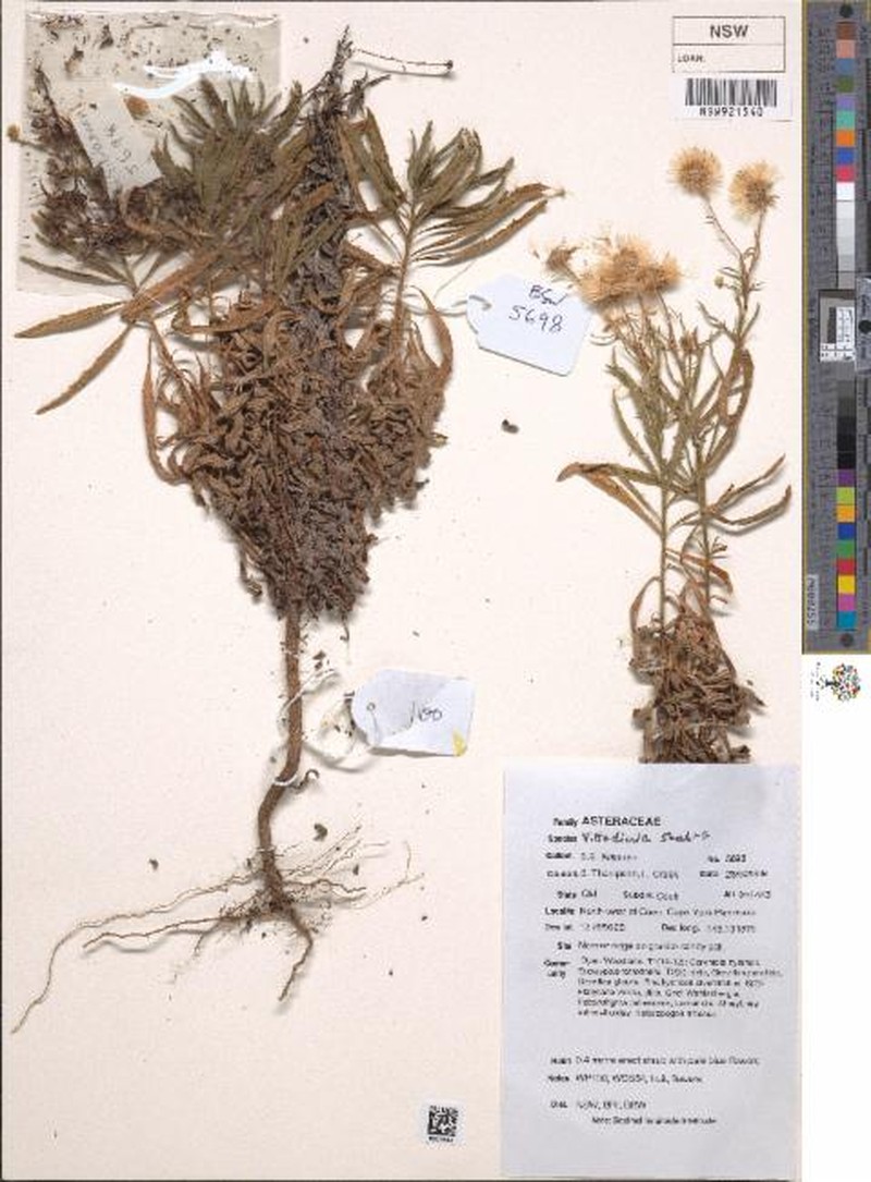 Peripleura scabra photo 3