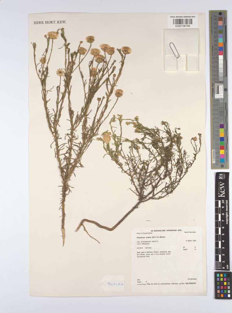 Peripleura scabra photo 4