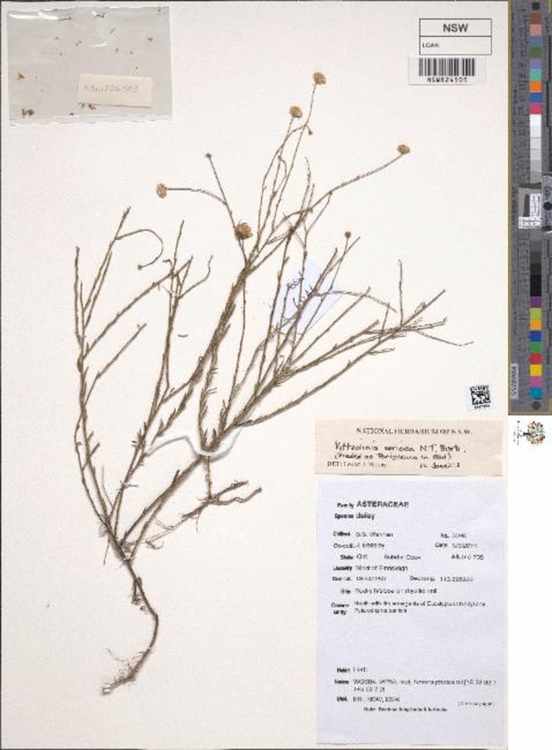 Peripleura sericea