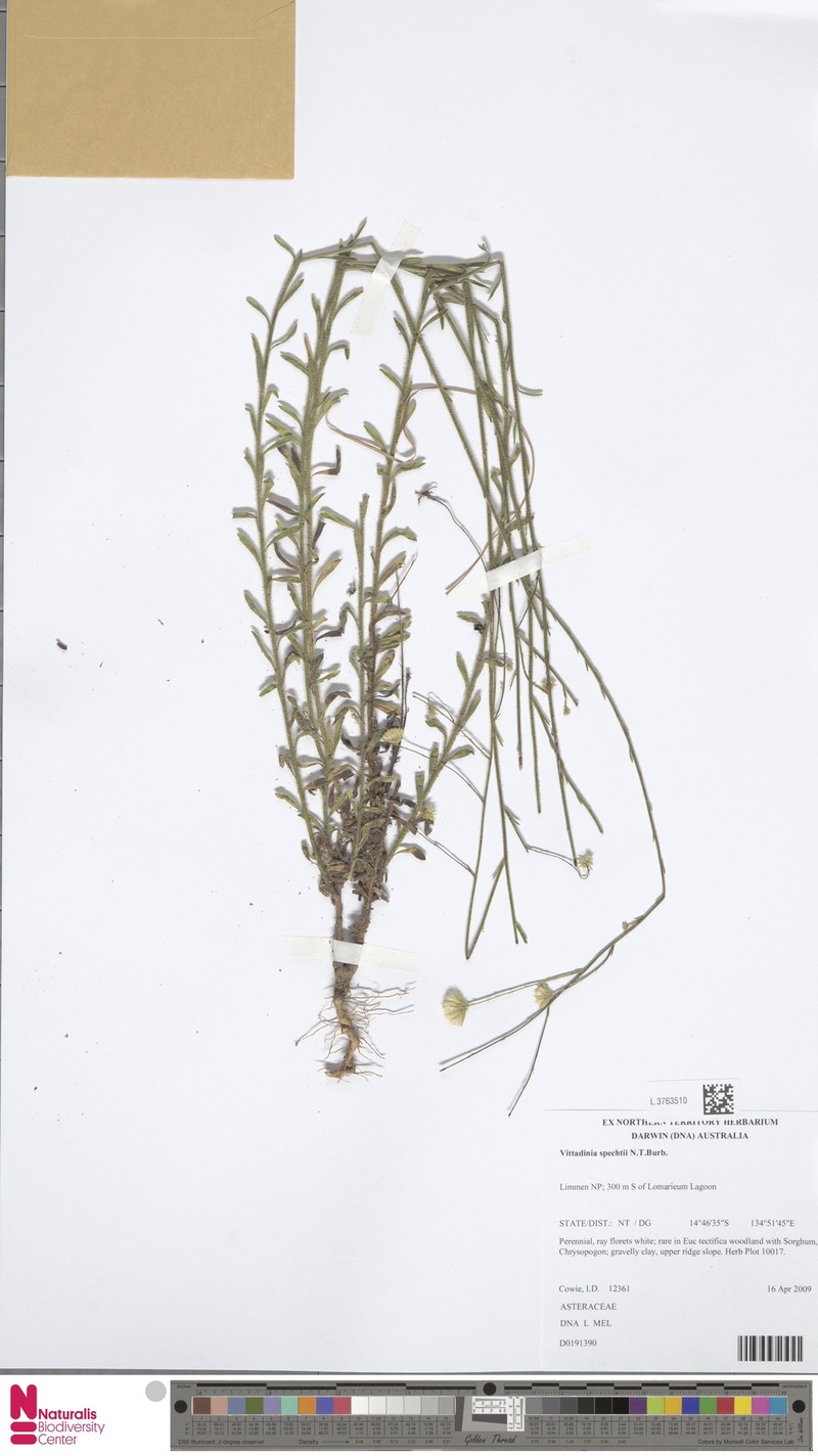 Peripleura spechtii