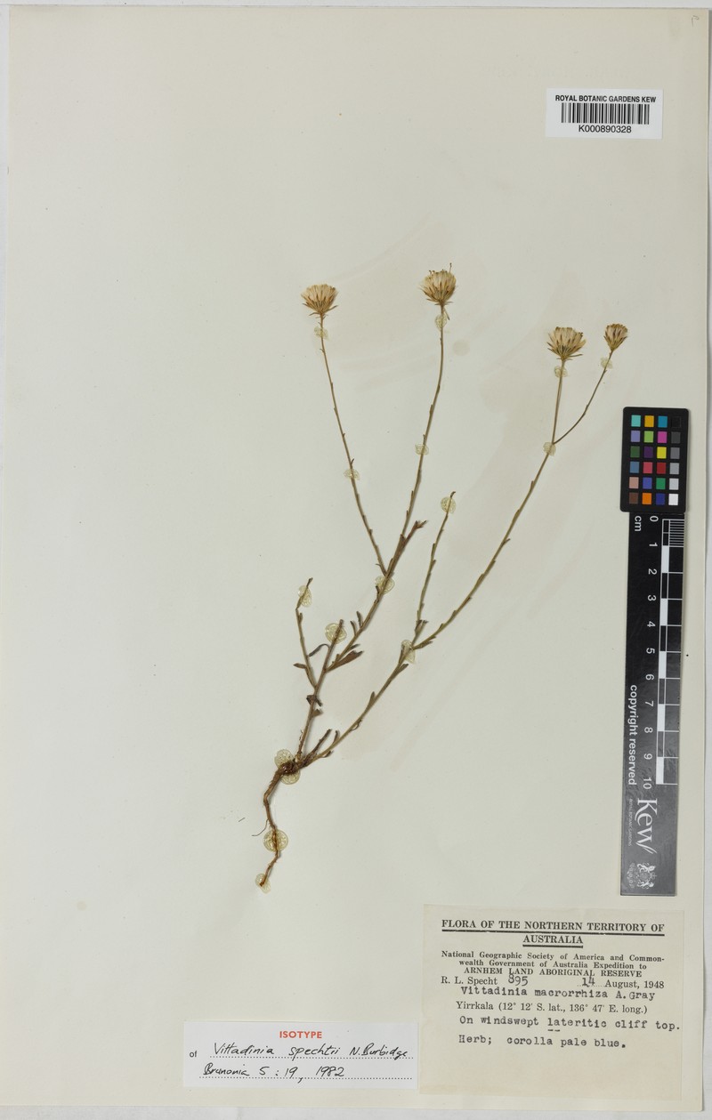 Peripleura spechtii photo 2