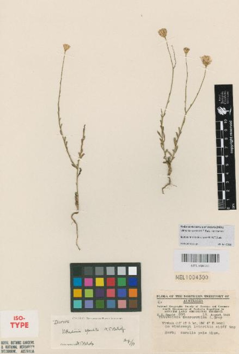 Peripleura spechtii photo 3