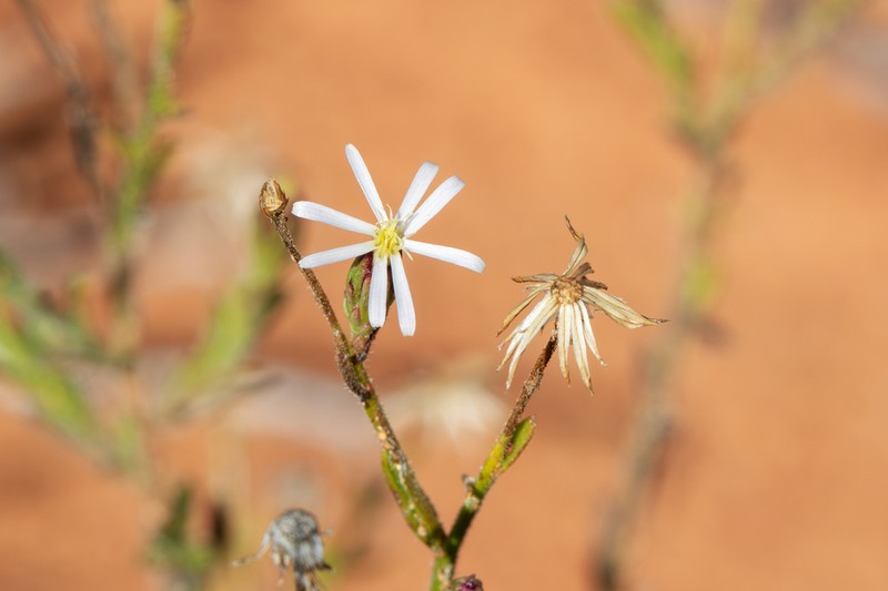 Peripleura virgata