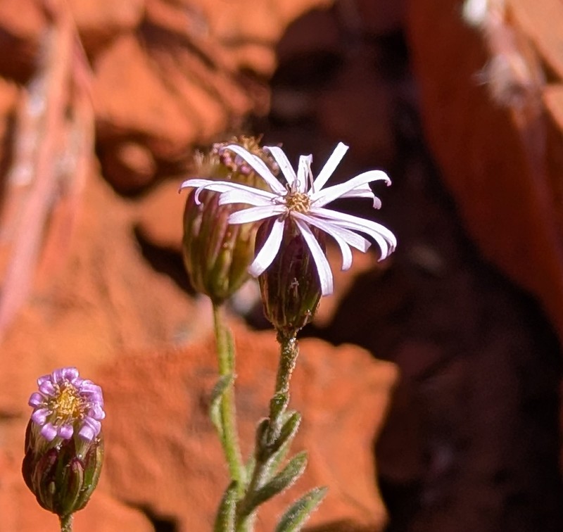 Peripleura virgata photo 4