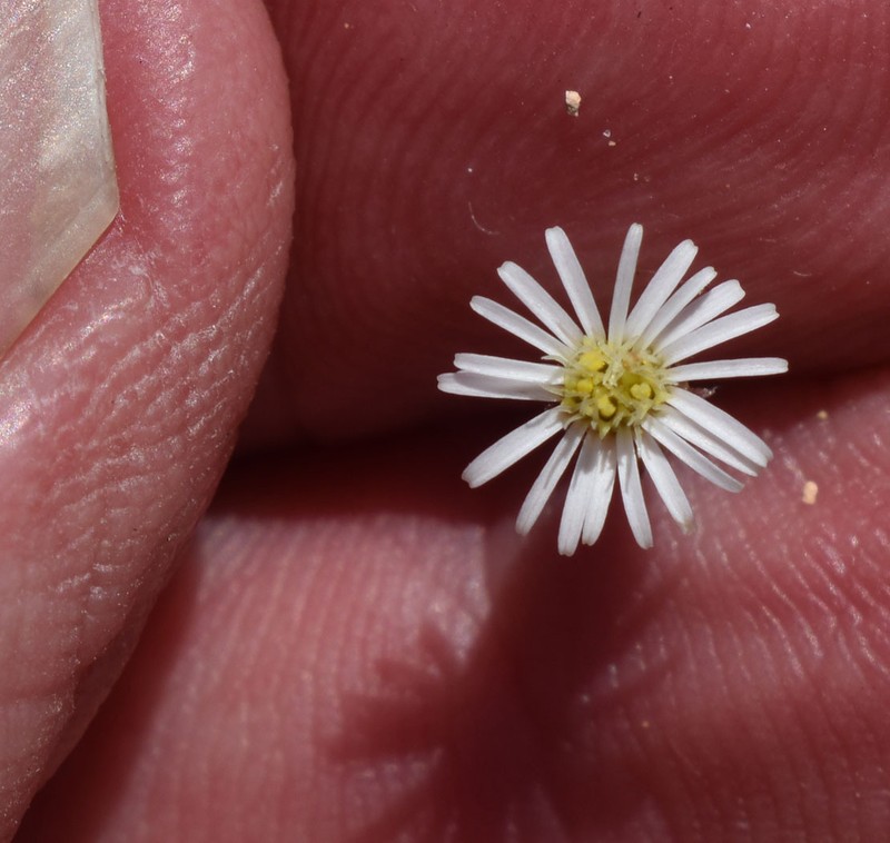 Peripleura virgata photo 6