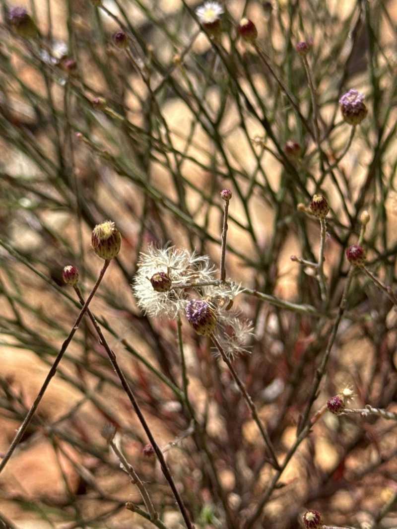 Peripleura virgata photo 7