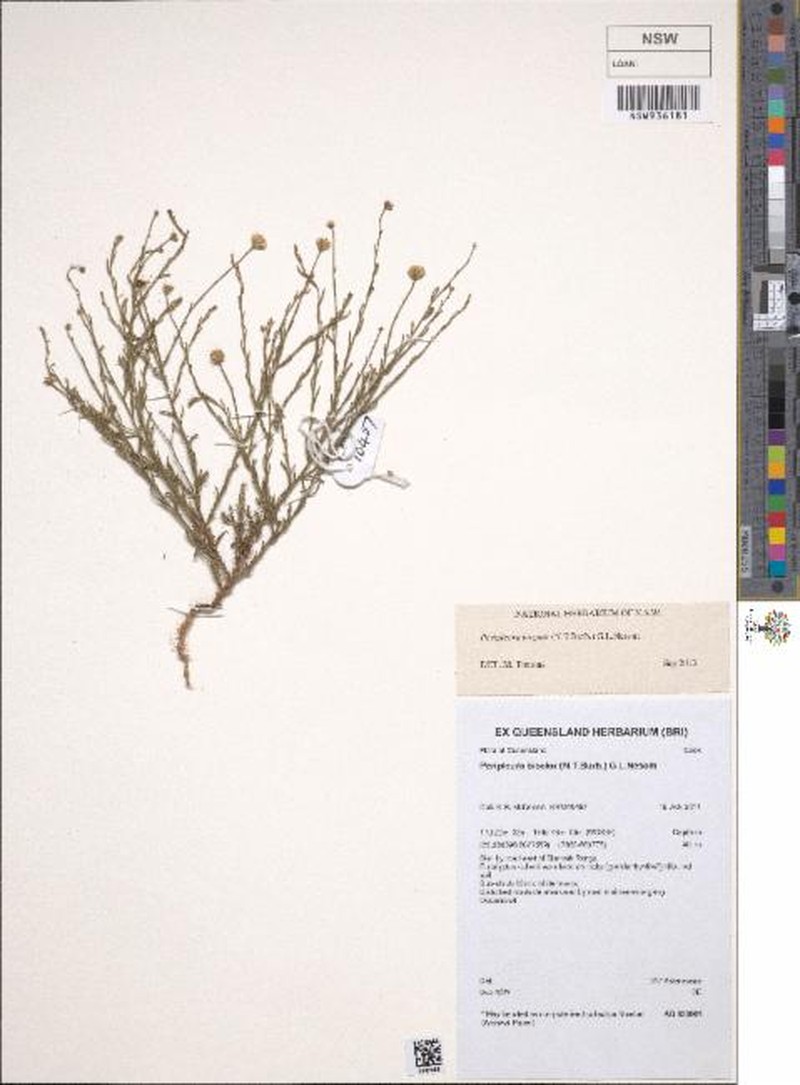Peripleura virgata photo 8