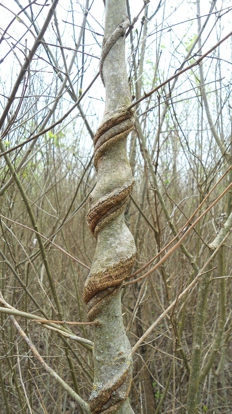 Silkvine photo 4