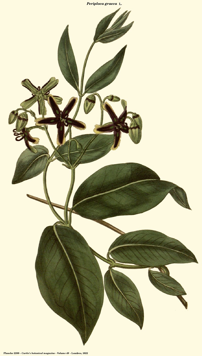 Silkvine photo 2