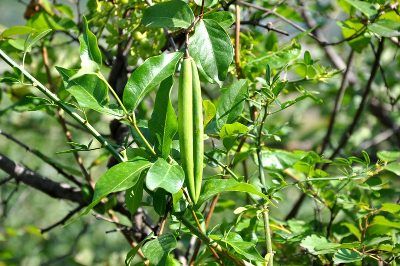Silkvine photo 3