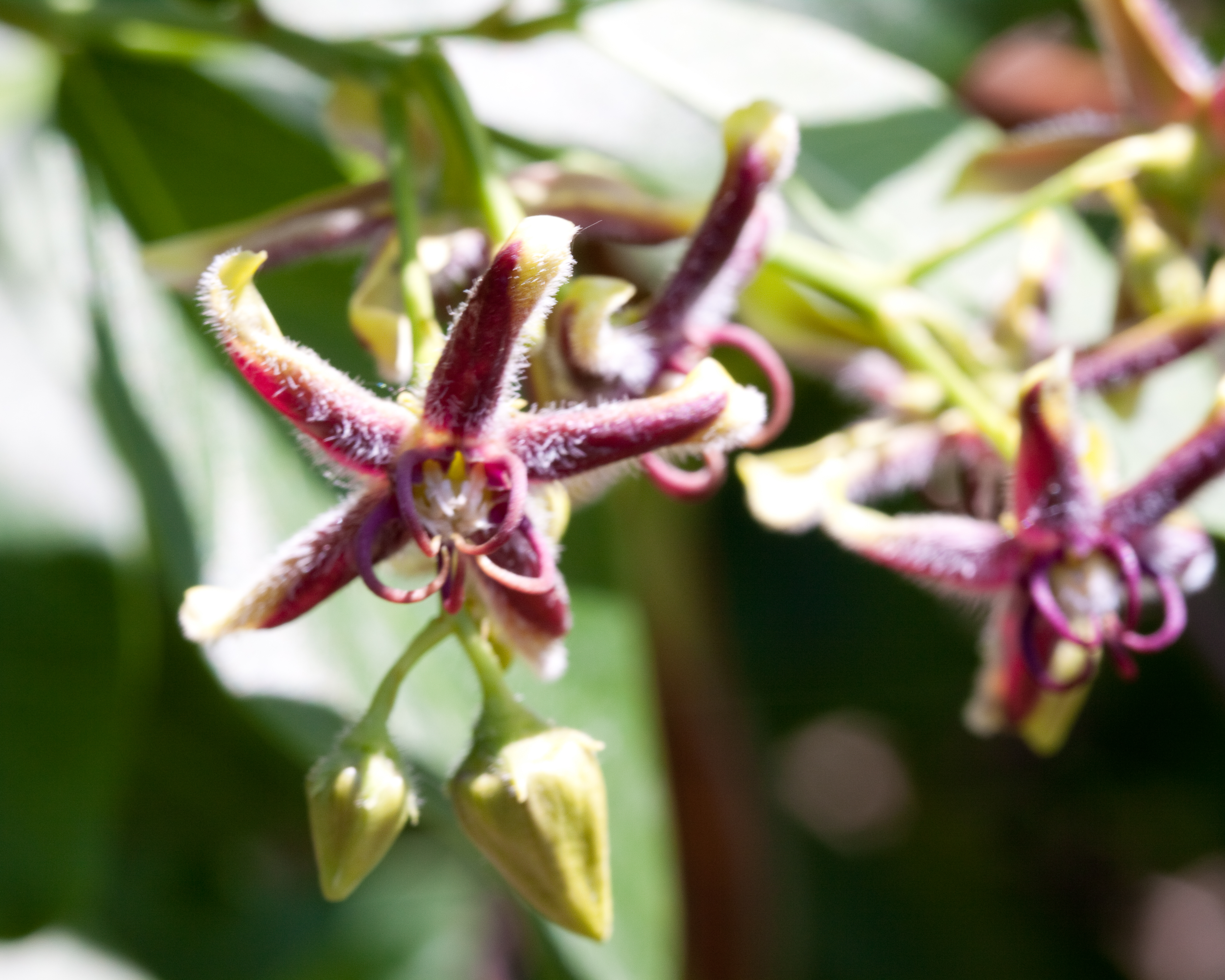 Silkvine photo 5