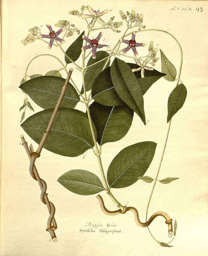 Silkvine photo 6