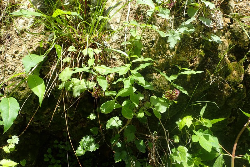 Silkvine photo 7