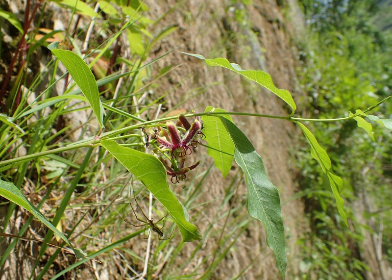 Silkvine photo 8