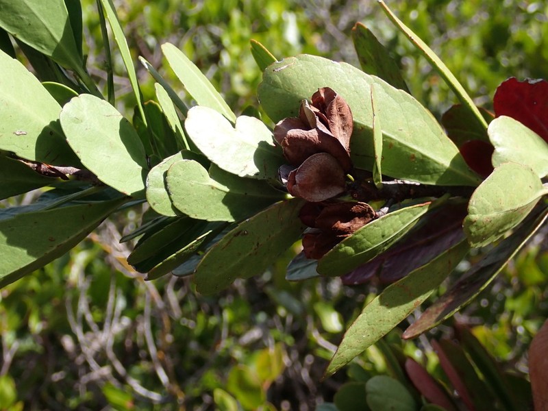 Peripterygia marginata photo 2