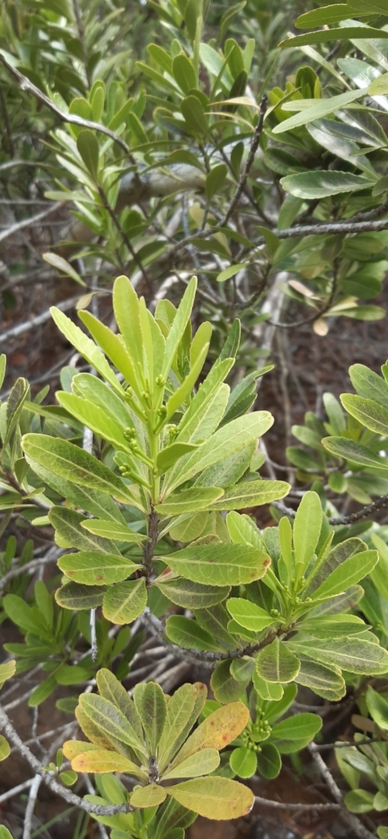 Peripterygia marginata photo 3