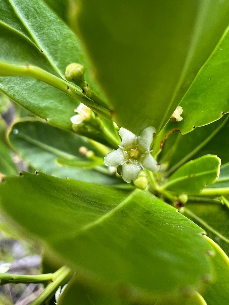 Peripterygia marginata photo 4