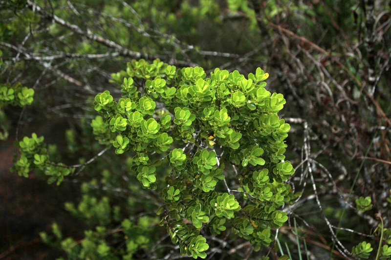 Peripterygia marginata photo 5