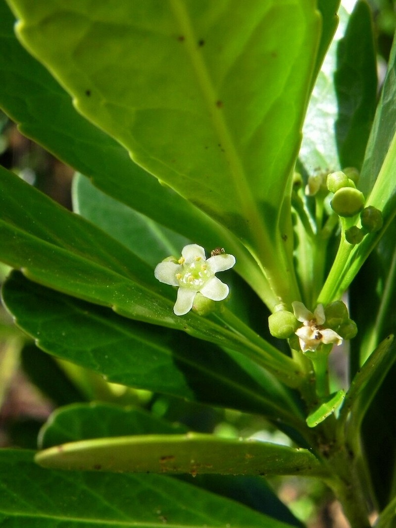 Peripterygia marginata photo 6