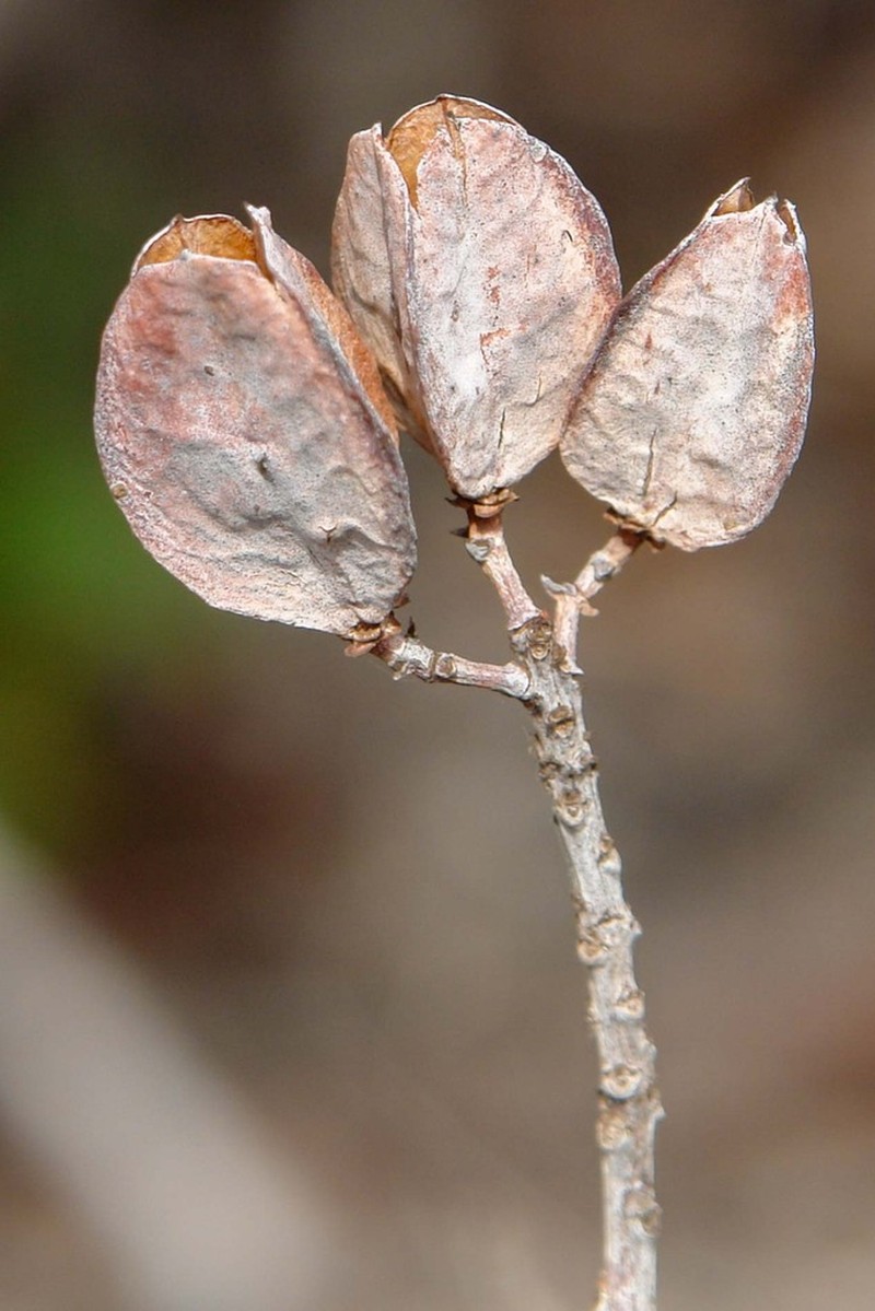 Peripterygia marginata photo 8