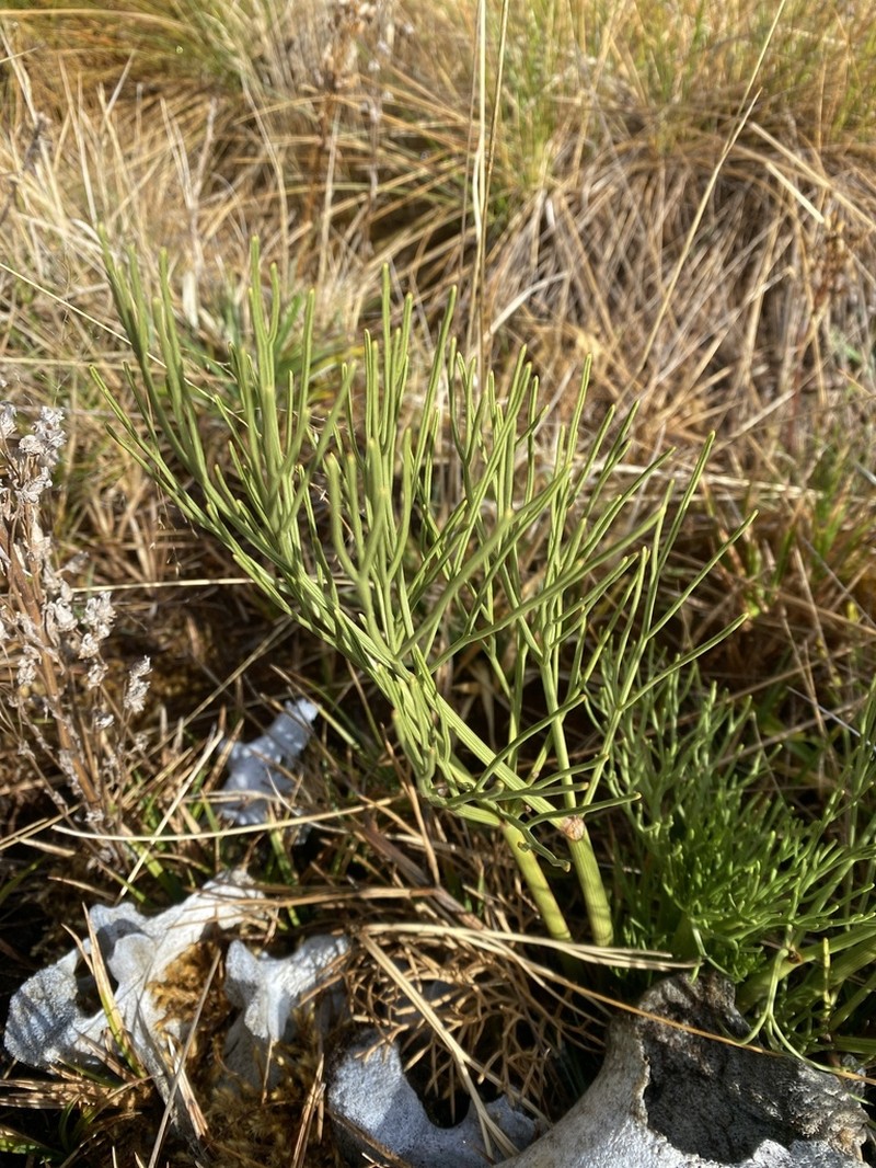 Perissocoeleum crinoideum photo 3