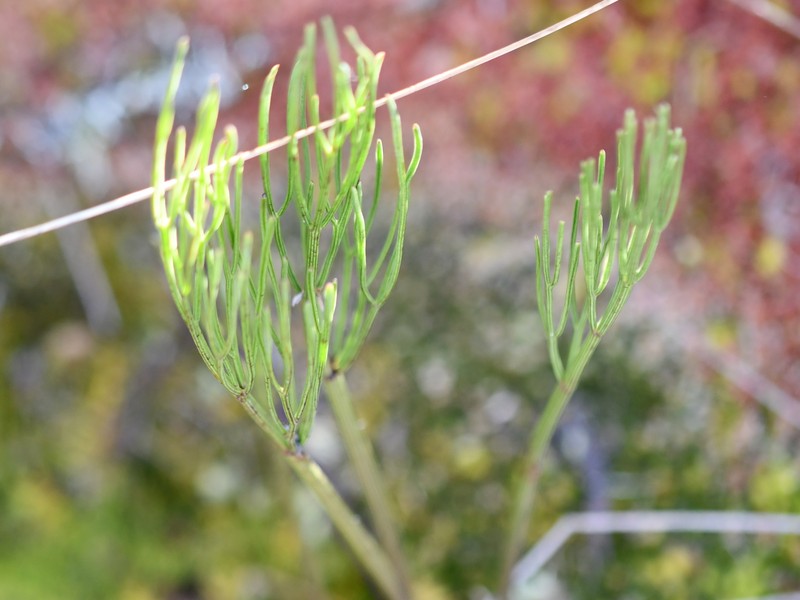 Perissocoeleum crinoideum photo 4
