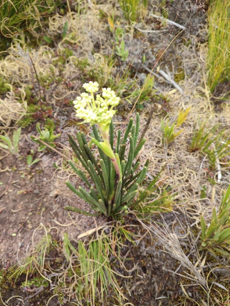 Perissocoeleum phylloideum